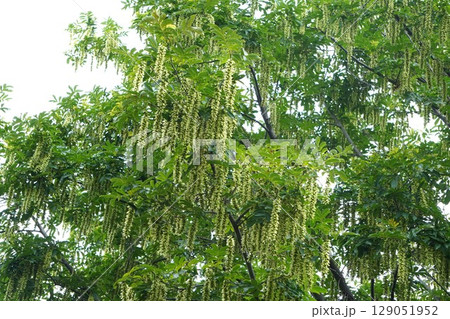 シナサワグルミの果穂・2025年6月 シナサワグルミの果穂・2025年6月 129051952