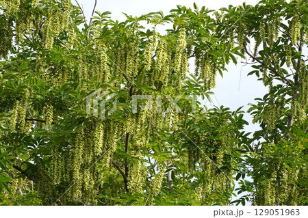 シナサワグルミの果穂・2025年6月　 129051963