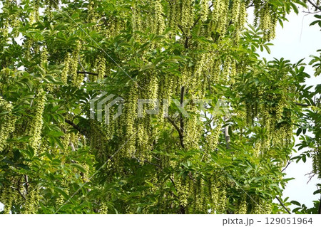 シナサワグルミの果穂・2025年6月　 129051964