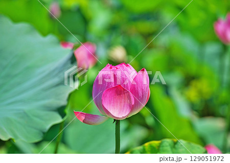 蓮池の赤いハスの花(夏、七月) 蓮池の赤いハスの花(夏、七月) 129051972