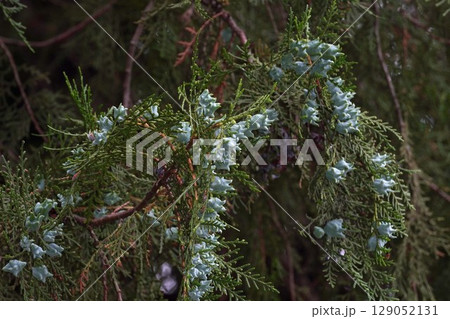 コノテガシワの若い実・2025年6月 129052131