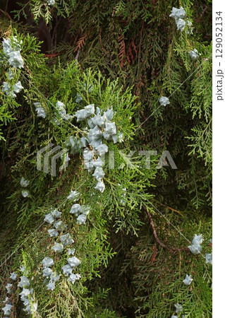 コノテガシワの若い実・2025年6月 コノテガシワの若い実・2025年6月 129052134