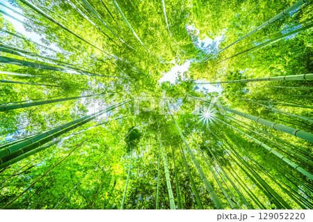 日本の横浜都市景観 緑色に染まる竹林＝7月30日 129052220