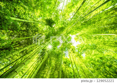 日本の横浜都市景観 緑色に染まる竹林＝7月30日 129052221