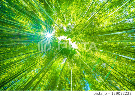 日本の横浜都市景観 緑色に染まる竹林＝7月30日 129052222