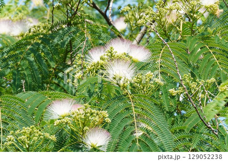 ネムノキの花・2025年6月 129052238