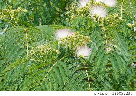 ネムノキの花・2025年6月 129052239