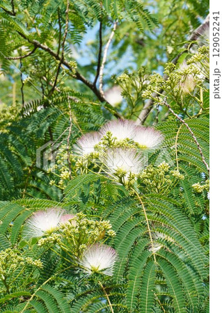 ネムノキの花・2025年6月 129052241