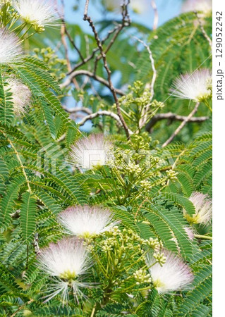 ネムノキの花・2025年6月 ネムノキの花・2025年6月 129052242