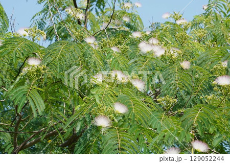 ネムノキの花・2025年6月 ネムノキの花・2025年6月 129052244