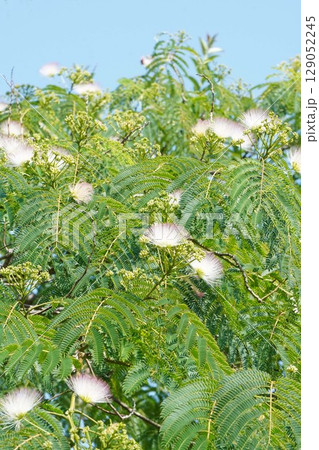 ネムノキの花・2025年6月 129052245