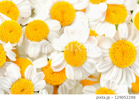 Beautiful wild flowers daisies in morning cool haze in nature spring close-up macro. Delightful airy artistic image beauty summer nature. 129052298