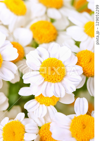 Beautiful wild flowers daisies in morning cool haze in nature spring close-up macro. Delightful airy artistic image beauty summer nature. Beautiful wild flowers daisies in morning cool haze in nature spring close-up macro. Delightful airy artistic image beauty summer nature. 129052299