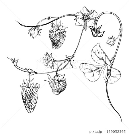 Strawberry growing on stems, flowers leaves vines tendrils, ripe garden berry pineberry strasberry. Isolated botanical hand drawn vector ink illustration. Farmers market, grocery packaging, cosmetics 129052365