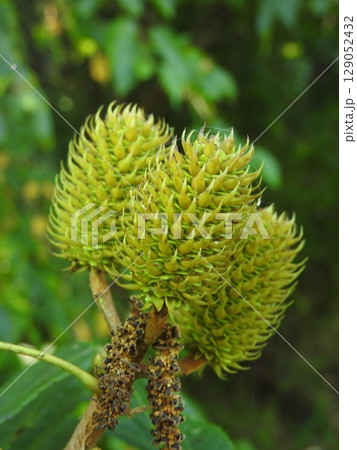 ノグルミの実 ノグルミの実 129052432
