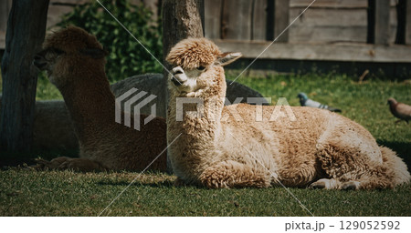 two lazy Alpacas relaxing in summer grass. Lama pacos is a species of South American camelid mammal. two lazy Alpacas relaxing in summer grass. Lama pacos is a species of South American camelid mammal. 129052592