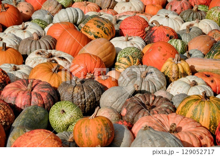 ハロウィンのカボチャだらけ 129052717