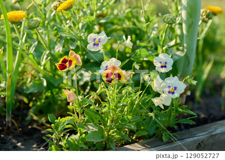 Viola and calendula in a backyard kitchen garden Viola and calendula in a backyard kitchen garden 129052727