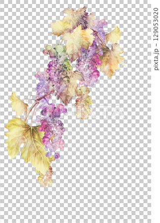 Illustration of vibrantly colored grapes 129053020