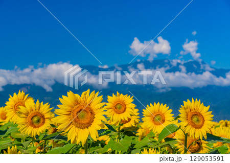 【山梨県】北杜市明野サンフラワーフェス・後方は南アルプス 129053591