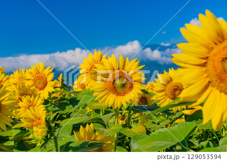 【山梨県】北杜市明野サンフラワーフェス・後方は南アルプス 129053594
