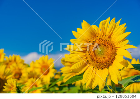 【山梨県】北杜市明野サンフラワーフェス・後方は南アルプス 129053604