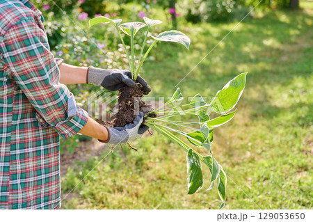 Close-up of Hosta plant bush in hands, dividing roots, outdoor in the garden Close-up of Hosta plant bush in hands, dividing roots, outdoor in the garden 129053650