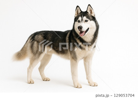 シベリアン・ハスキー シベリアン・ハスキー 129053704