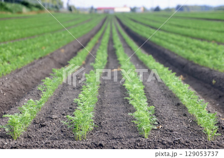 ニンジン畑・北の大地（北海道・帯広市） 129053737