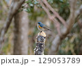 ルリビタキ 129053789