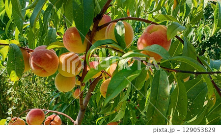 Peach tree laden with ripe fruits in a sunny orchard during the peak of summer. Peach tree laden with ripe fruits in a sunny orchard during the peak of summer. 129053829