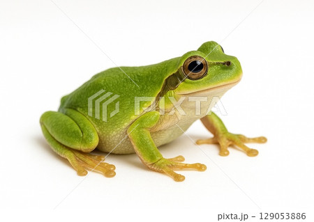 アマガエル 129053886