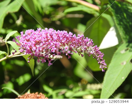 夏に咲く「フサフジウツギ」の花 129053944