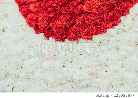 white and red flowers as background white and red flowers as background 129053977