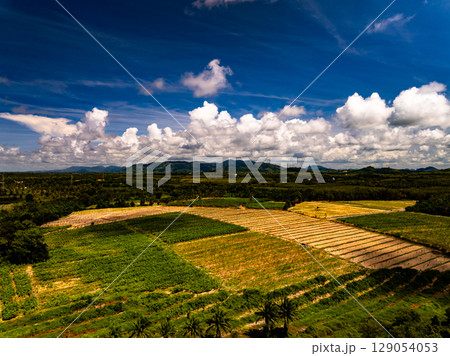 Aerial view Palm trees plantation with Rubber trees garden forest beautiful green nature background Aerial view Palm trees plantation with Rubber trees garden forest beautiful green nature background 129054053