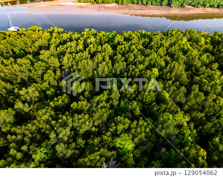 Drone view Mangrove forest trees in Thailand Drone view Mangrove forest trees in Thailand 129054062