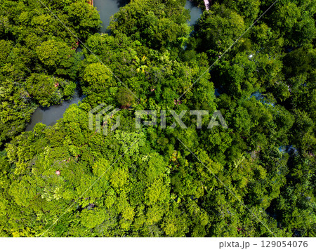 Drone view Mangrove forest trees in Thailand 129054076