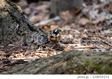 土の中の餌を探すヤマガラ 129054151