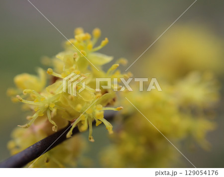 3月に咲いた淡くて黄色いサンシュユの花 129054176