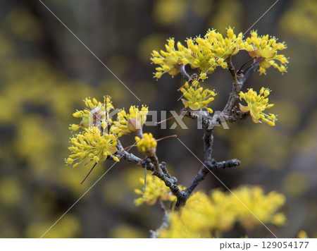 3月に咲いた淡くて黄色いサンシュユの花 3月に咲いた淡くて黄色いサンシュユの花 129054177