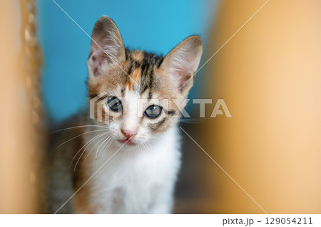 Portrait of a homeless, abandoned tricolor kitten, he sits and looks up at the camera. Portrait of a homeless, abandoned tricolor kitten, he sits and looks up at the camera. 129054211