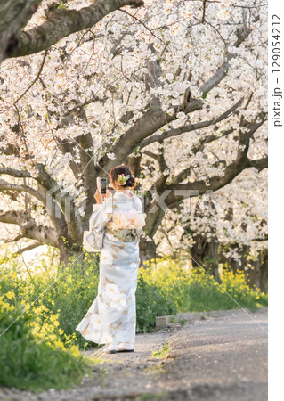 夕暮れ時に和傘を持って満開の桜の下を歩くミドル女性 夕暮れ時に和傘を持って満開の桜の下を歩くミドル女性 129054212