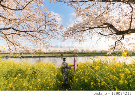 夕暮れ時に和傘を持って満開の桜の下を歩くミドル女性 夕暮れ時に和傘を持って満開の桜の下を歩くミドル女性 129054213