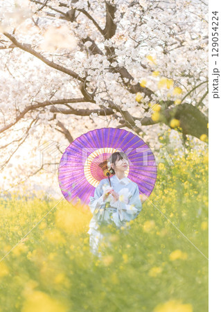 夕暮れ時に和傘を持って満開の桜の下を歩くミドル女性 夕暮れ時に和傘を持って満開の桜の下を歩くミドル女性 129054224