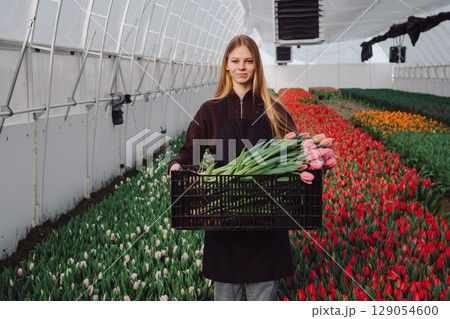 Young woman in black apron holding a crate of freshly cut tulips, standing in vibrant greenhouse filled with colorful tulip flowers, showcasing the beauty of flower cultivation and joy of gardening 129054600