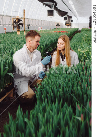 Two agricultural scientists in white lab coats are examining green tulip plants in a greenhouse, showcasing their collaboration and dedication to horticultural research and plant care techniques 129054601