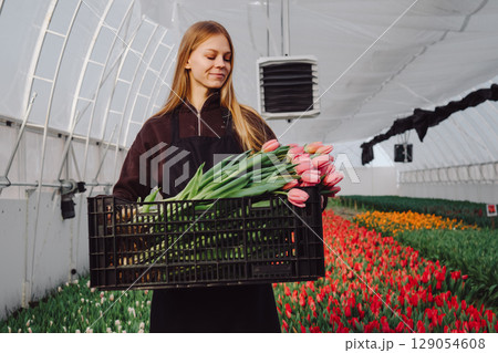 Young woman in black apron carrying a crate of fresh tulips in a vibrant greenhouse filled with colorful flowers, showcasing the beauty of floral cultivation and the joy of gardening 129054608