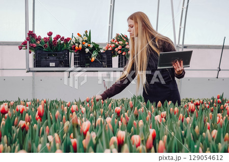 Female horticulturist is inspecting vibrant tulip flowers in a greenhouse, surrounded by colorful blooms and baskets of freshly cut flowers, showcasing the beauty of floral cultivation and care Female horticulturist is inspecting vibrant tulip flowers in a greenhouse, surrounded by colorful blooms and baskets of freshly cut flowers, showcasing the beauty of floral cultivation and care 129054612