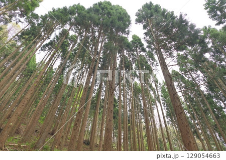 杉林を下から仰ぎ見る 129054663