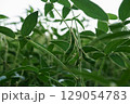 Close-up of ripe green soybean pods against a background of dense vegetation. 129054783